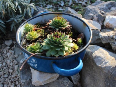 Miomirisni otočki vrt na Lošinju Miomirisni otočki vrt na Lošinju