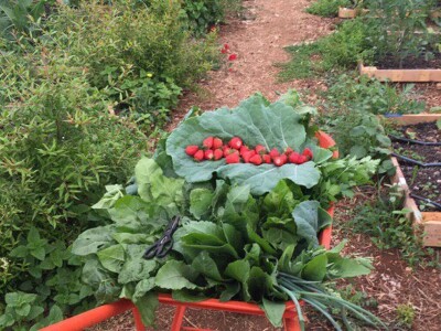 Mirela Šimaga: švajcarska studentkinja stažira na permakulturnoj farmi u Mostaru Mirela Šimaga: švajcarska studentkinja stažira na permakulturnoj farmi u Mostaru