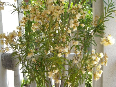 Mirišljavi, ali otrovni oleander - višebojni cvetni grm