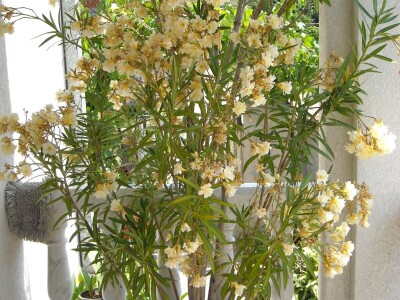 Mirišljavi, ali otrovni oleander - višebojni cvetni grm