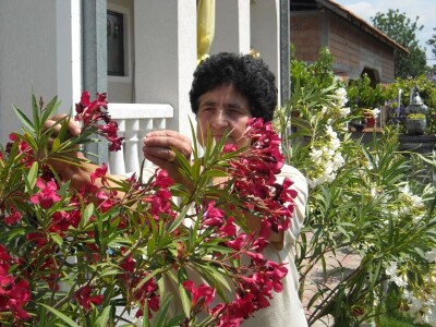 Mirišljavi, ali otrovni oleander - višebojni cvetni grm