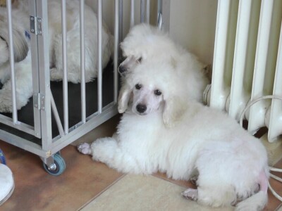 Mirjana Doroslovački i Vanja Subakov od hobija napravile posao