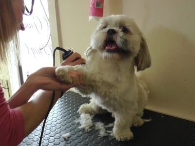 Mirjana Doroslovački i Vanja Subakov od hobija napravile posao