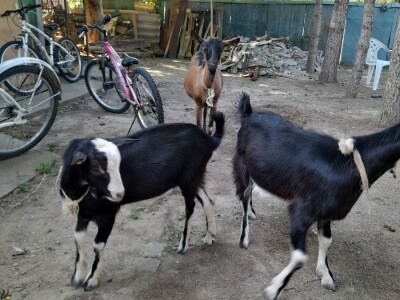 Mirjana Matković Lučenčić Mirjana Matković Lučenčić