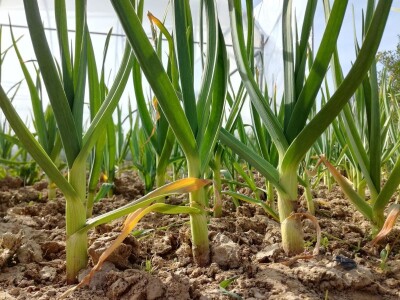 Mirjana Neduhal na tradicionalne načine uzgajaju preko 50 različitih kultura