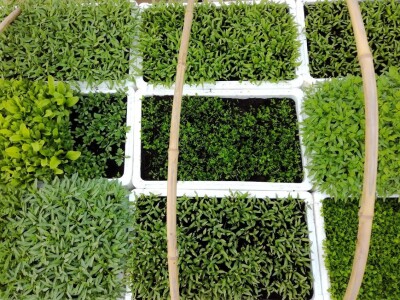 Mirjana Neduhal na tradicionalne načine uzgajaju preko 50 različitih kultura