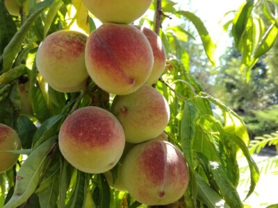 Mirjana Neduhal na tradicionalne načine uzgajaju preko 50 različitih kultura