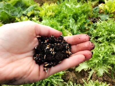 Mirjana Neduhal na tradicionalne načine uzgajaju preko 50 različitih kultura