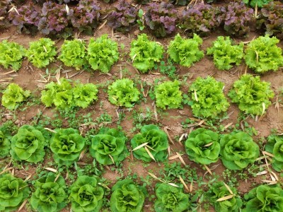 Mirjana Neduhal na tradicionalne načine uzgajaju preko 50 različitih kultura