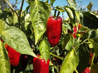 Mirjana Neduhal na tradicionalne načine uzgajaju preko 50 različitih kultura