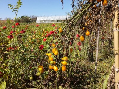 Mirjana Neduhal na tradicionalne načine uzgajaju preko 50 različitih kultura