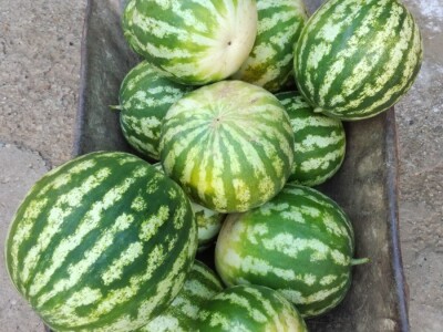 Mirjana Neduhal na tradicionalne načine uzgajaju preko 50 različitih kultura