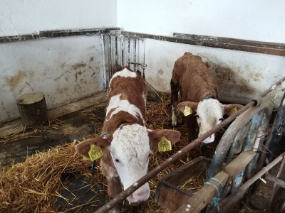 Mirjana vozi traktor i voli sve poslove u njivi