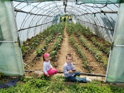 Mirjana vozi traktor i voli sve poslove u njivi