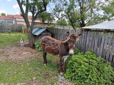 Mirjana vozi traktor i voli sve poslove u njivi