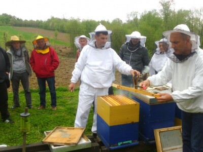 Na pčelinjaku u Bistrici