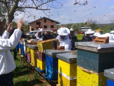 Kako pripremiti pčele za glavnu pašu