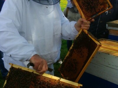 Dobro razvijena pčelinja društva