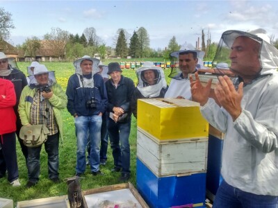 Selekcionirane matice utječu na mirnoću pčela