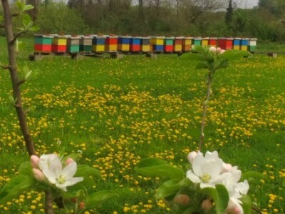 Dio pčelinjaka u Gornjim Podgradcima