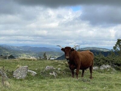 Mirko Devčić, predsjednik Hrvatske udruge uzgajivača Salers-Croatia Mirko Devčić, predsjednik Hrvatske udruge uzgajivača Salers-Croatia
