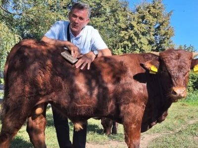 Mirko Devčić, predsjednik Hrvatske udruge uzgajivača Salers-Croatia