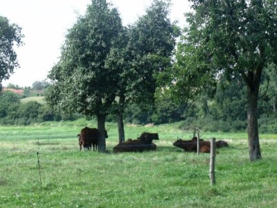 Mirko Devčić u Staroj Kapeli