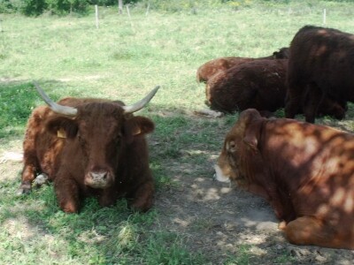 Mirko Devčić u Staroj Kapeli