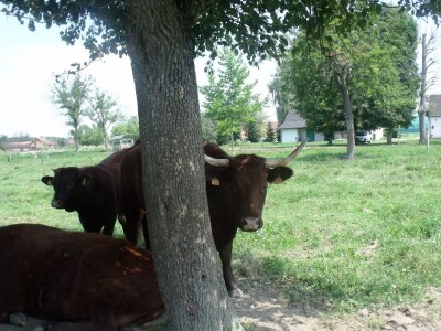 Mirko Devčić u Staroj Kapeli