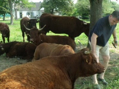 Mirko Devčić u Staroj Kapeli