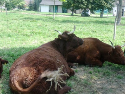 Mirko Devčić u Staroj Kapeli