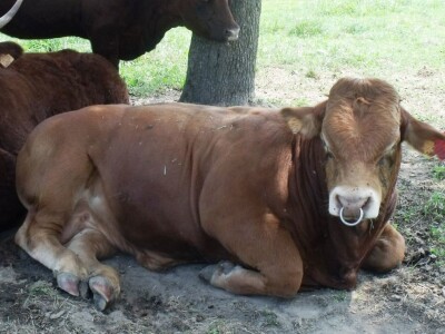Mirko Devčić u Staroj Kapeli