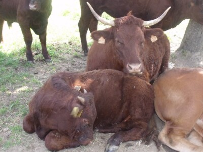 Mirko Devčić u Staroj Kapeli