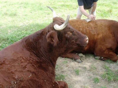 Mirko Devčić u Staroj Kapeli