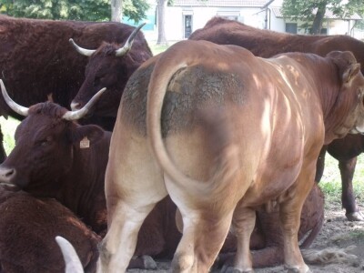 Mirko Devčić u Staroj Kapeli