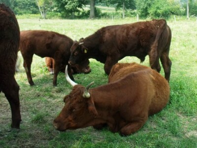 Mirko Devčić u Staroj Kapeli