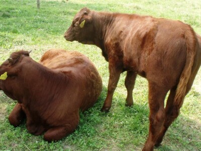 Mirko Devčić u Staroj Kapeli