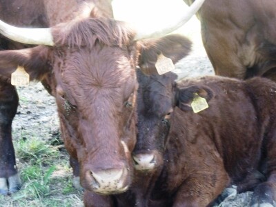 Mirko Devčić u Staroj Kapeli