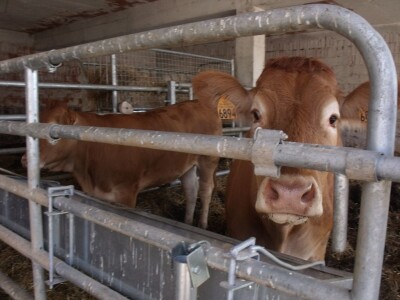 Mirko Devčić u Staroj Kapeli