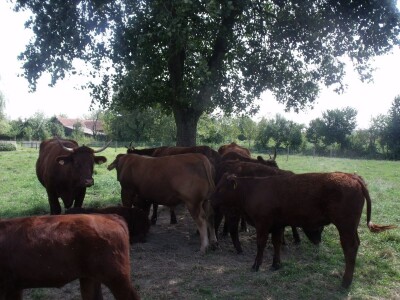 Mirko Devčić u Staroj Kapeli