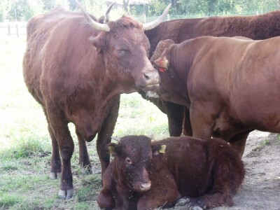 Mirko Devčić u Staroj Kapeli