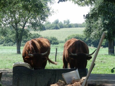 Mirko Devčić u Staroj Kapeli