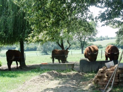 Mirko Devčić u Staroj Kapeli