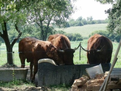 Mirko Devčić u Staroj Kapeli