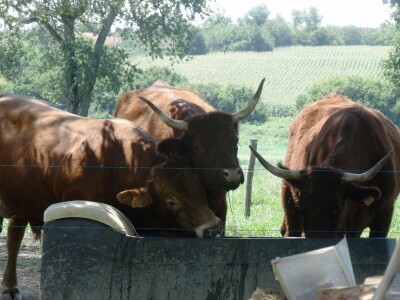 Mirko Devčić u Staroj Kapeli