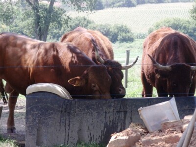 Mirko Devčić u Staroj Kapeli