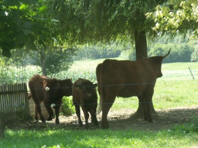 Mirko Devčić u Staroj Kapeli