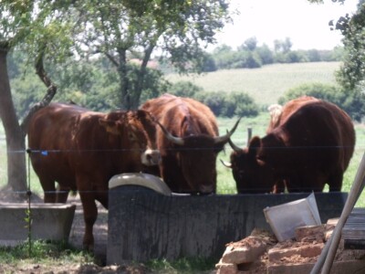 Mirko Devčić u Staroj Kapeli