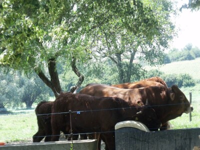 Mirko Devčić u Staroj Kapeli