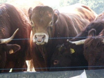 Mirko Devčić u Staroj Kapeli